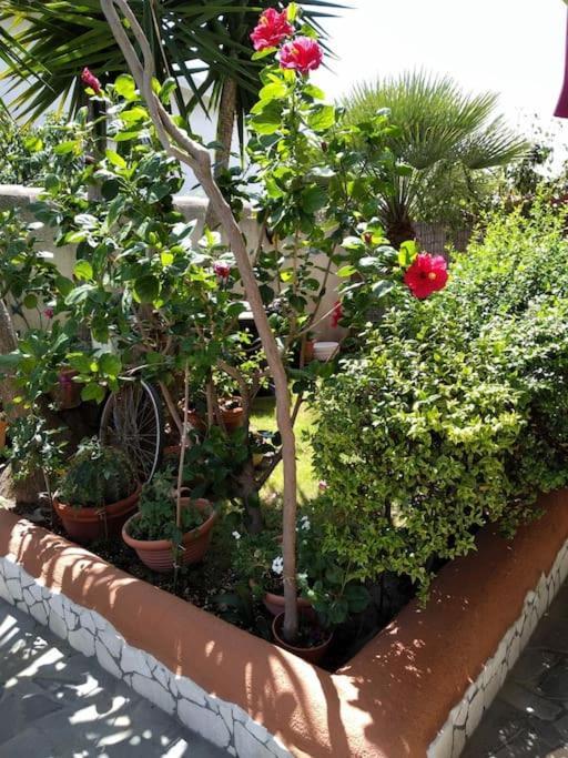Gollai House Apartment Orosei Luaran gambar